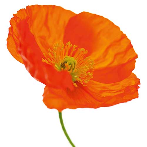 iceland poppy, alamy, handyman magazine, 