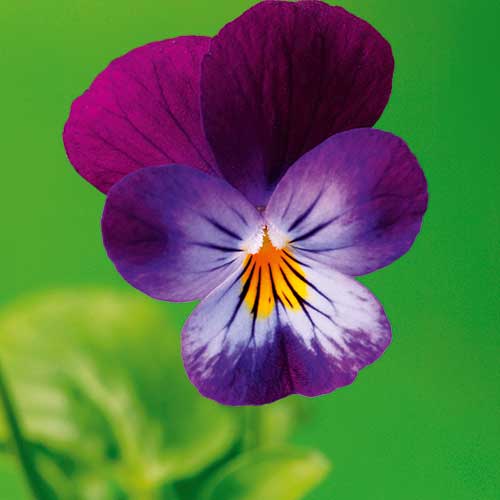viola flower, handyman magazine, 