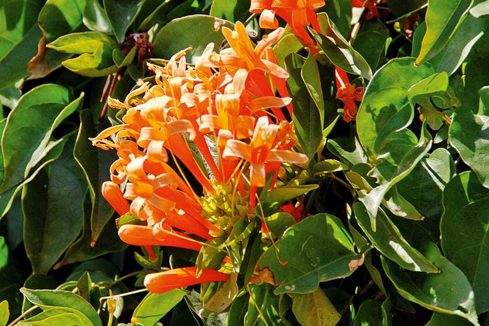 flowering climbers, handyman magazine, 