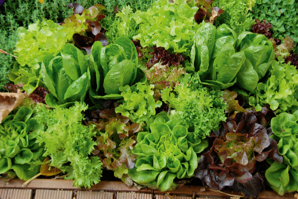 lettuce growing in a garden bed, handyman magazine,