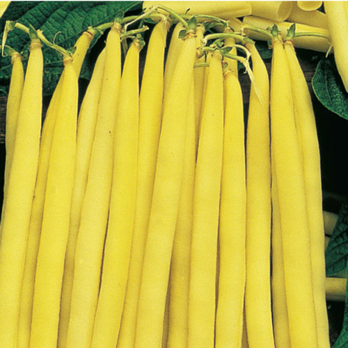 cherokee wax beans, handyman magazine, 