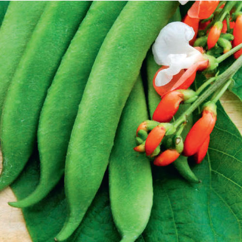 Growing Beans New Zealand Handyman Magazine
