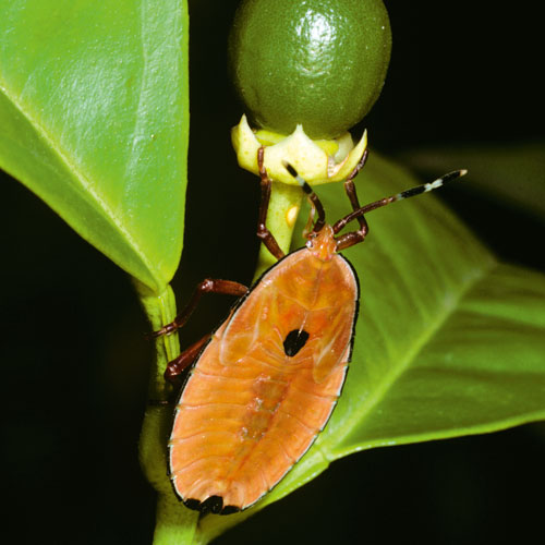 bronze orange bug, citrus pests and dieases, handyman magazine, 