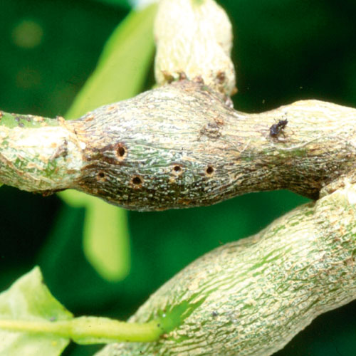 citrus gall wasp, handyman magazine, 