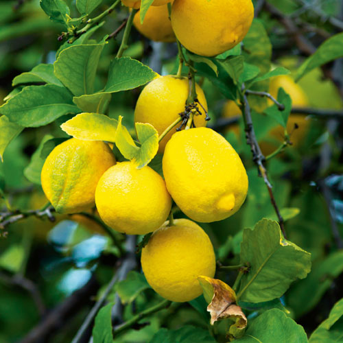 how to grow citrus, handyman magazine, 