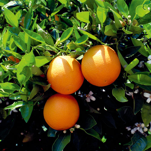 orange, growing citrus, handyman magazine, 