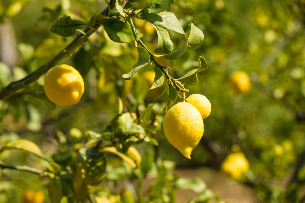 how to grow a lemon tree from pips, handyman magazine,