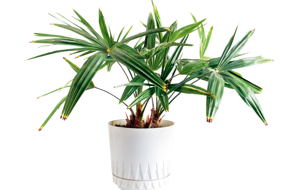 how to grow a date palm from seed, handyman magazine,