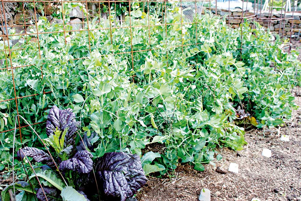peas in the garden, handyman magazine,