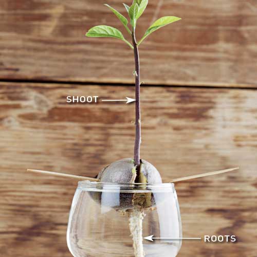 grow avocado tree, handyman magazine, 