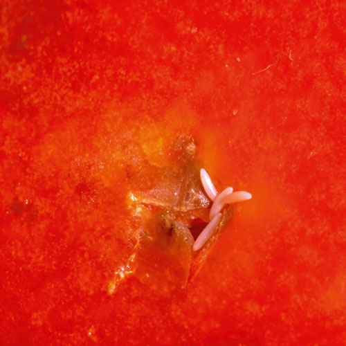 fruit fly, handyman magazine, 