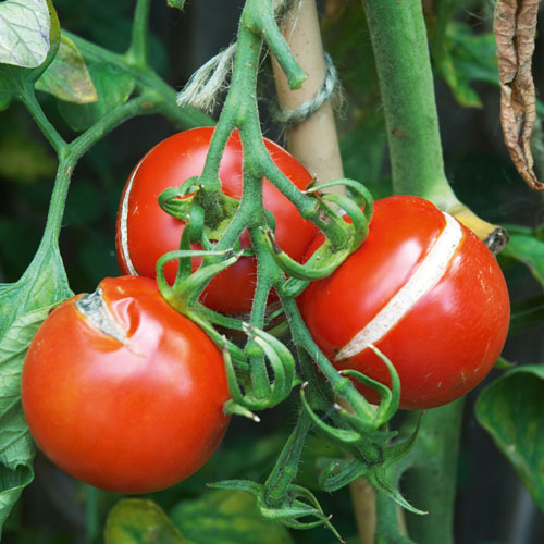 split fruit, handyman magazine