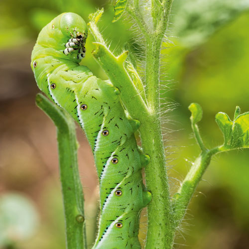 tomato caterpillar, handyman magazine, 