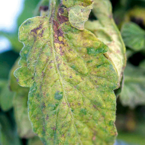 tomato russet mite, handyman magazine, 