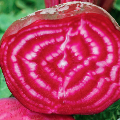 bull's blood beetroot, handyman magazine, how to grow beetroot, 