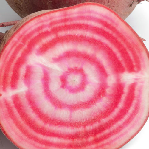 chioggia beetroot, handyman magazine, growing beetroot, 