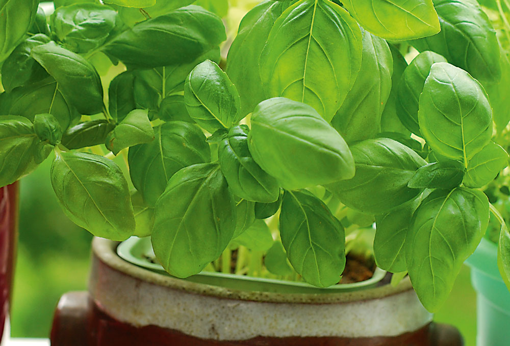 basil, handyman magazine