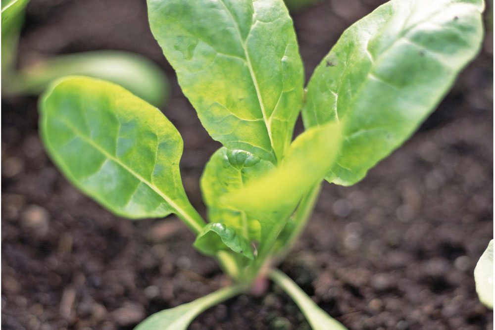 Handyman Magazine, Garden, Growing Spinach, Spinach Seedling 