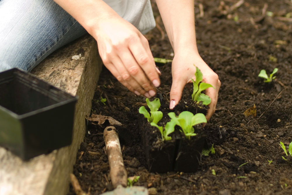 transplant asian seedlings, handyman magazine, 