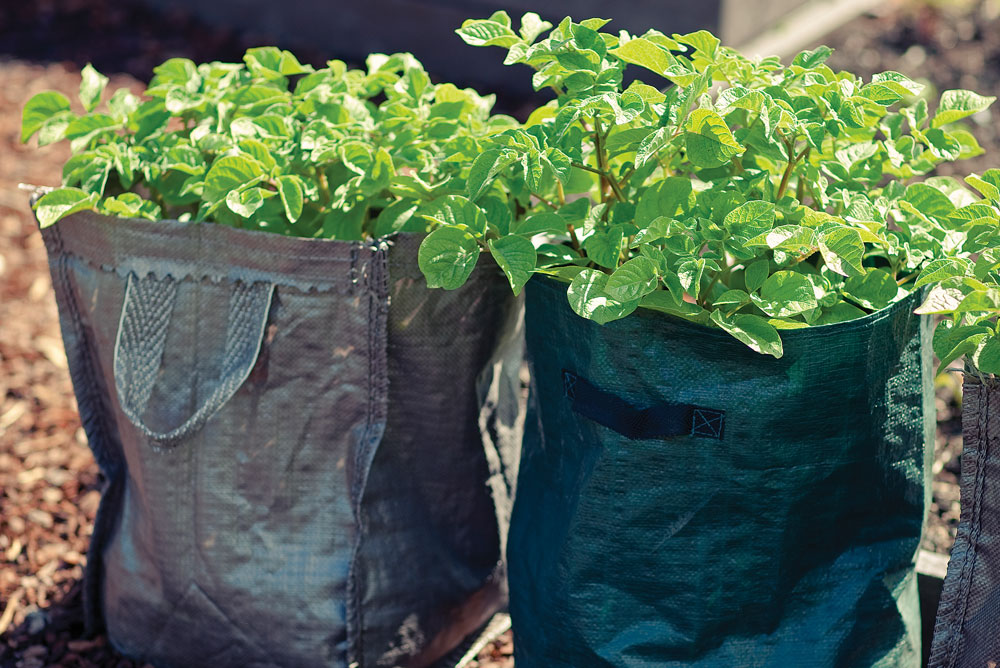Planting potatoes in a bag, DIY, Handyman Magazine, 