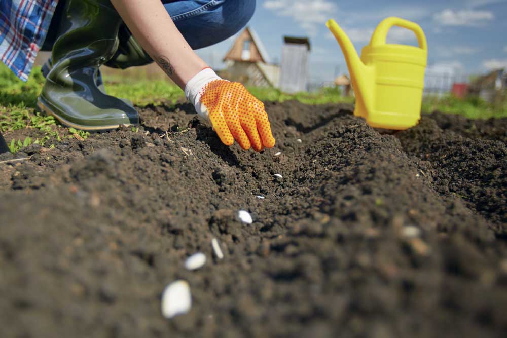 sow seeds, handyman magazine,