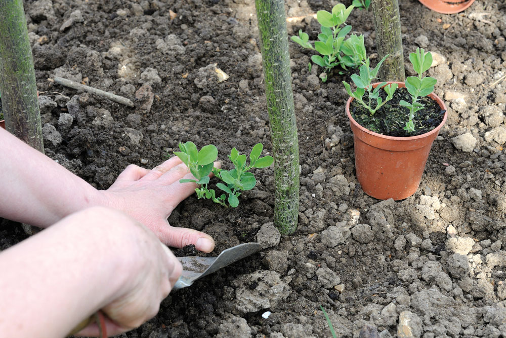 planting sweet peas, handyman magazine, 