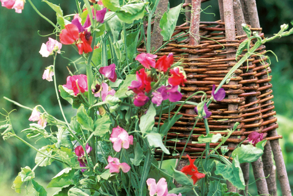 sweet pea growing on a trellis, handyman magazine, 