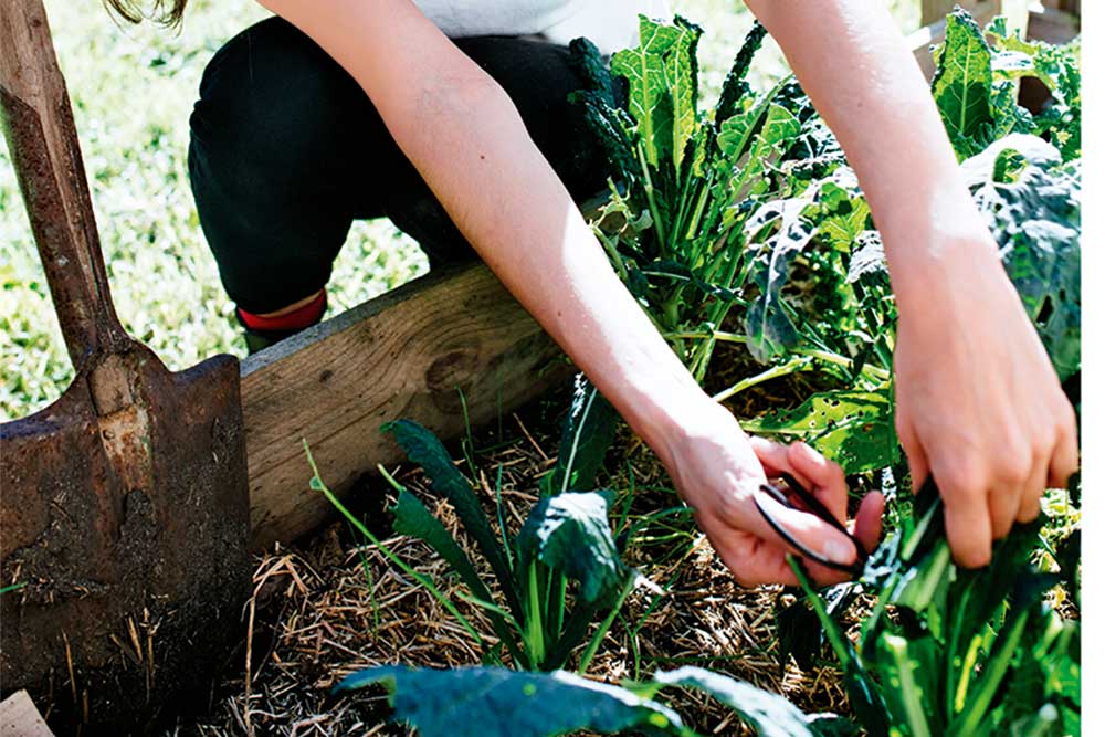 picking kale, handyman magazine, 