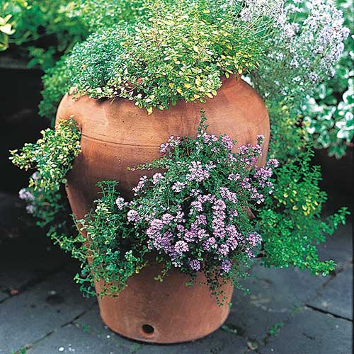 plant a herb pot, handyman magazine, 