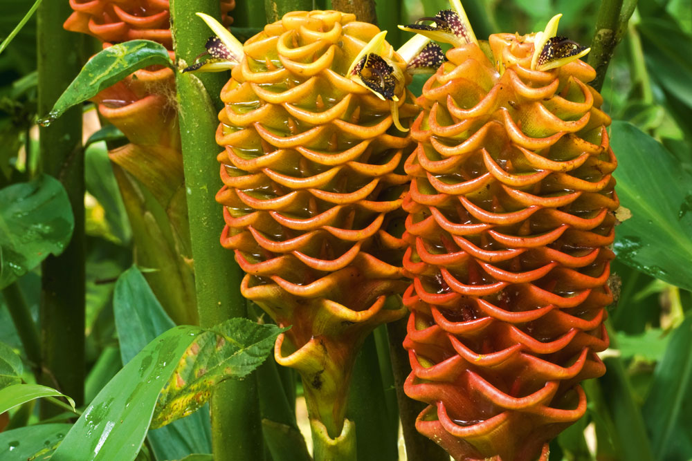 beehive ginger, ornamental ginger, growing ginger, Handyman magazine, gardening,