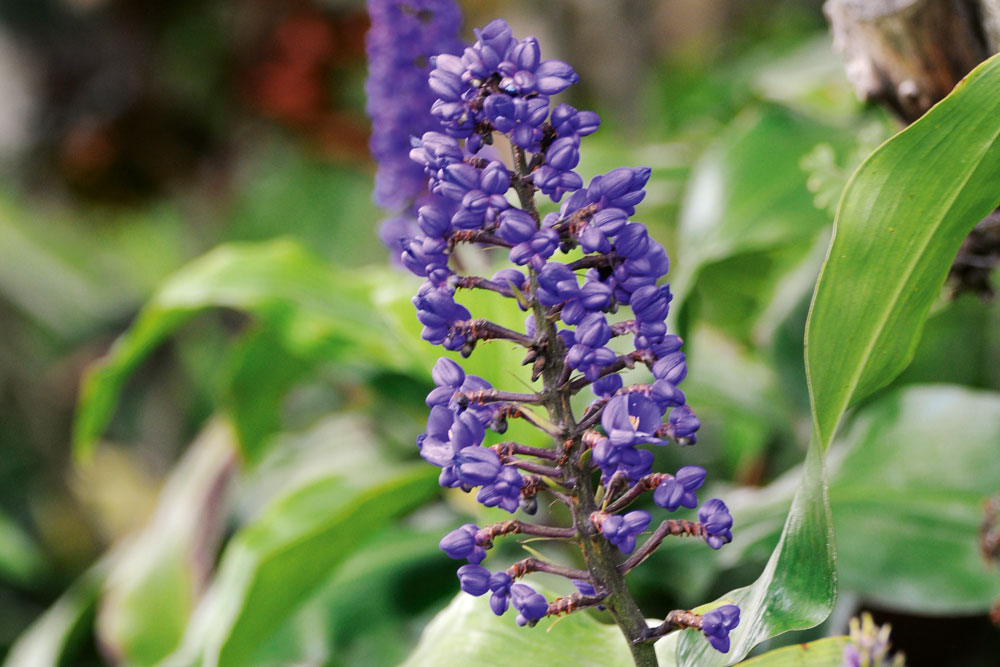 Blue ginger, ornamental ginger, growing ginger, handyman magazine, gardening 