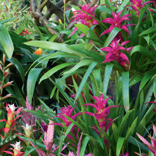 bromeliads, handyman magazine, 