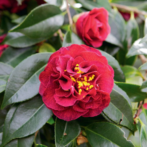 camellias red, handyman magazine, 