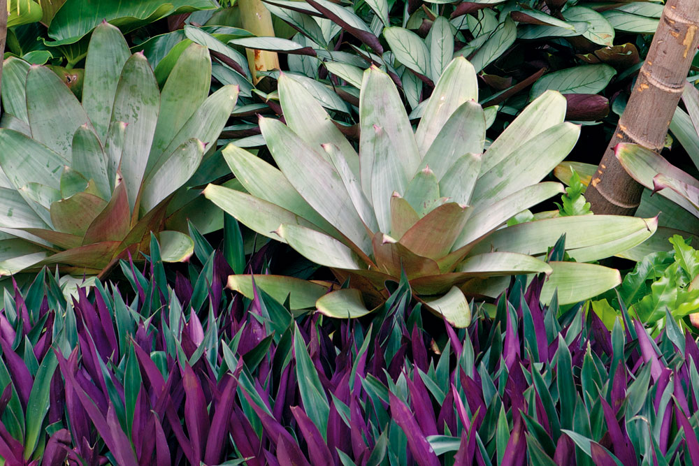 tropical plants in garden, handyman magazine 