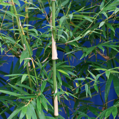 tall clumping bamboos, handyman magazine, 