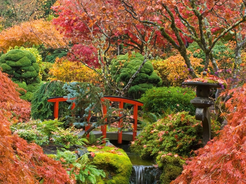 Growing japanese maples, our top 10 most popular articles, handyman magazine, blog, 
