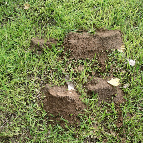ants,