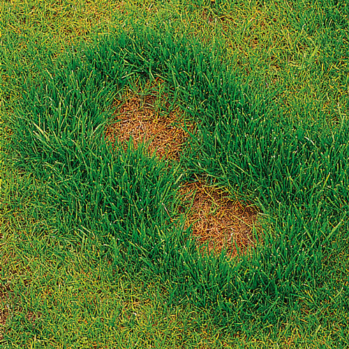 brown patch, handyman magazine,