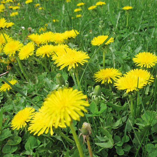 dandelion, handyman magazine,