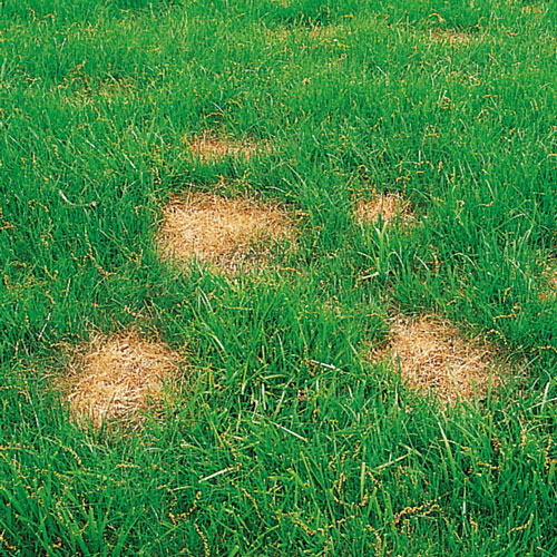 dollar spot, handyman magazine,