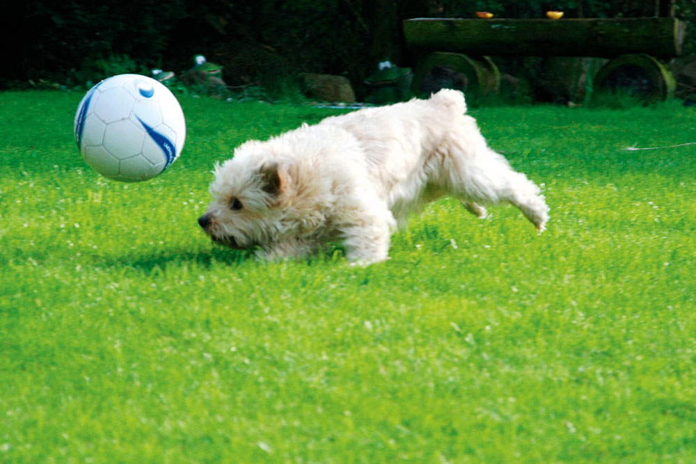 lay a new lawn , handyman magazine, 