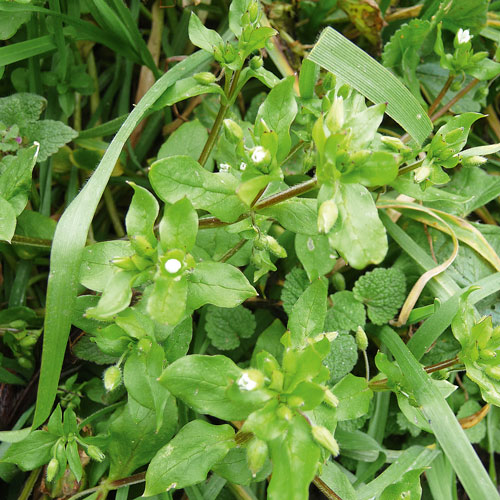 Chickweed in a lawn