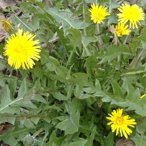 Dandelion weeds in a lawn