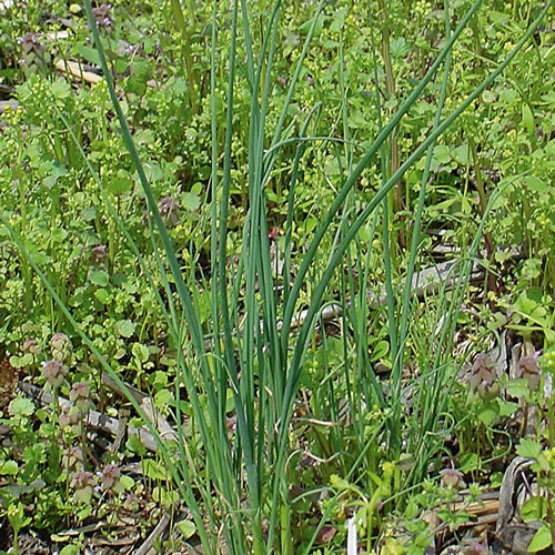 Onion weed in a lawn