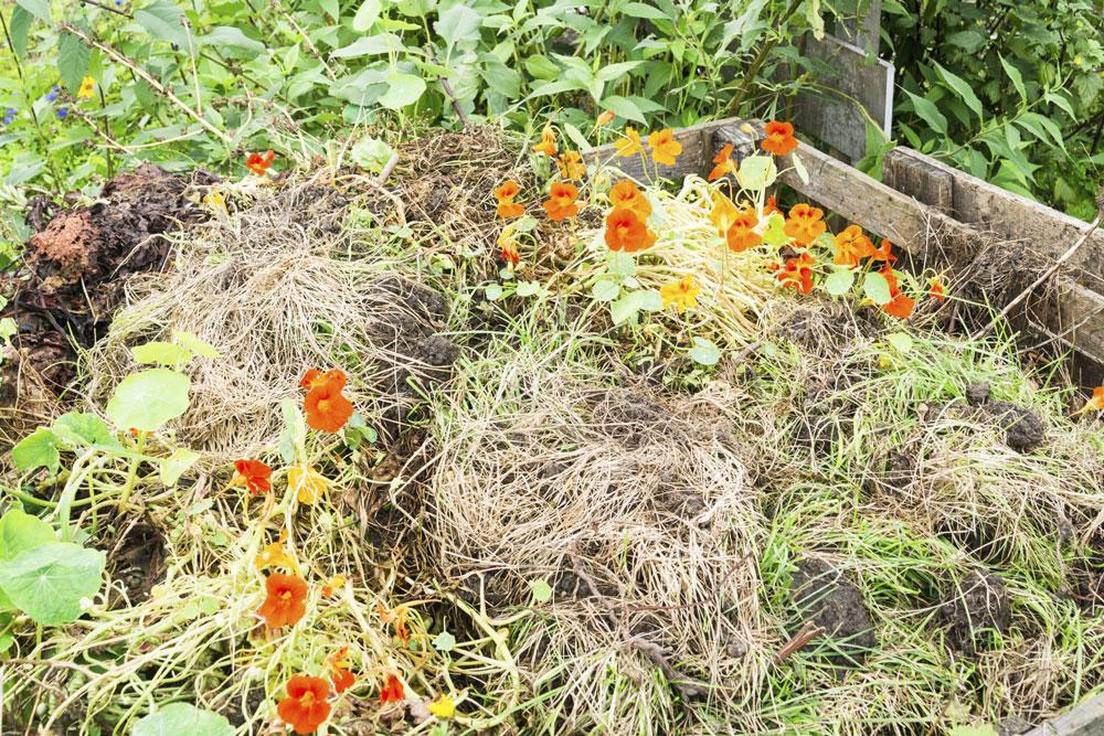 A compost heap with flowers on top