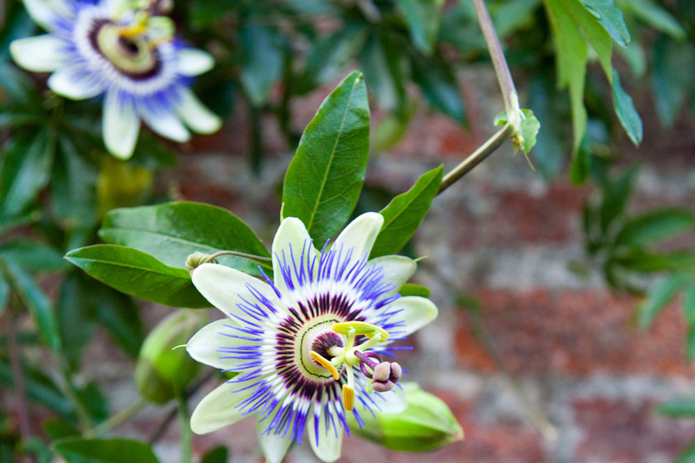 how to grow passionfruit, our top ten most popular articles, handyman magazine, 
