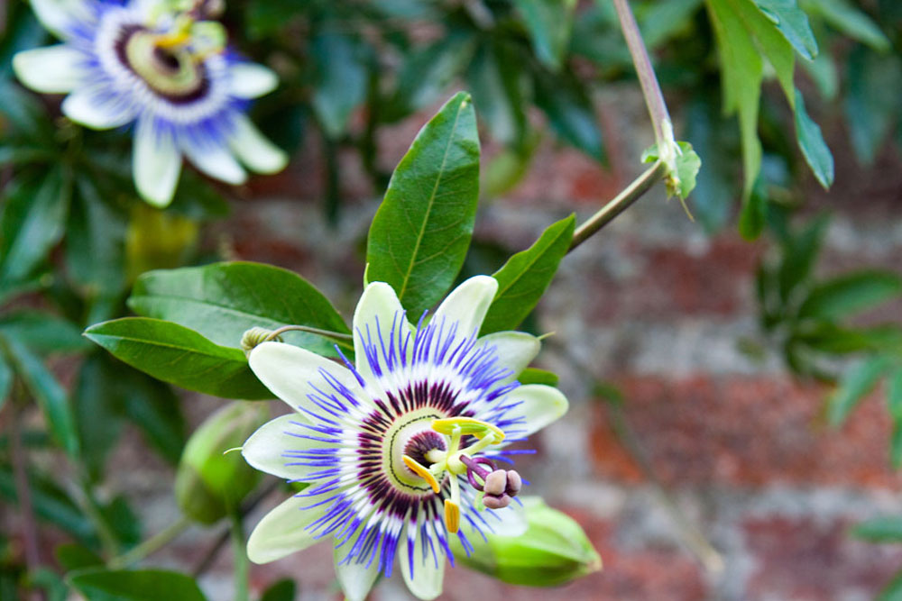 how to grow passionfruit, handyman magazine, 