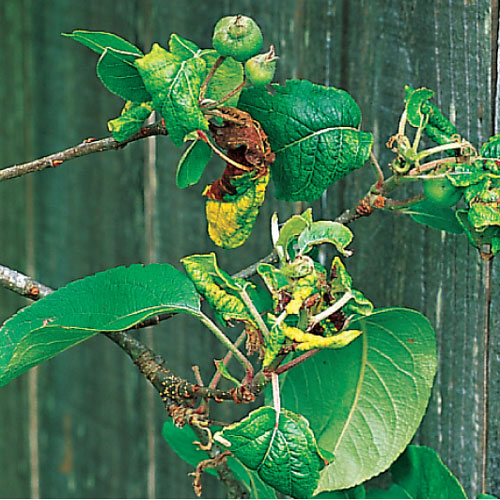 fruit tree, handyman magazine, 