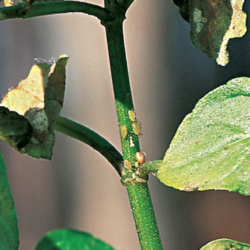 aphids on herbs, handyman magazine, 