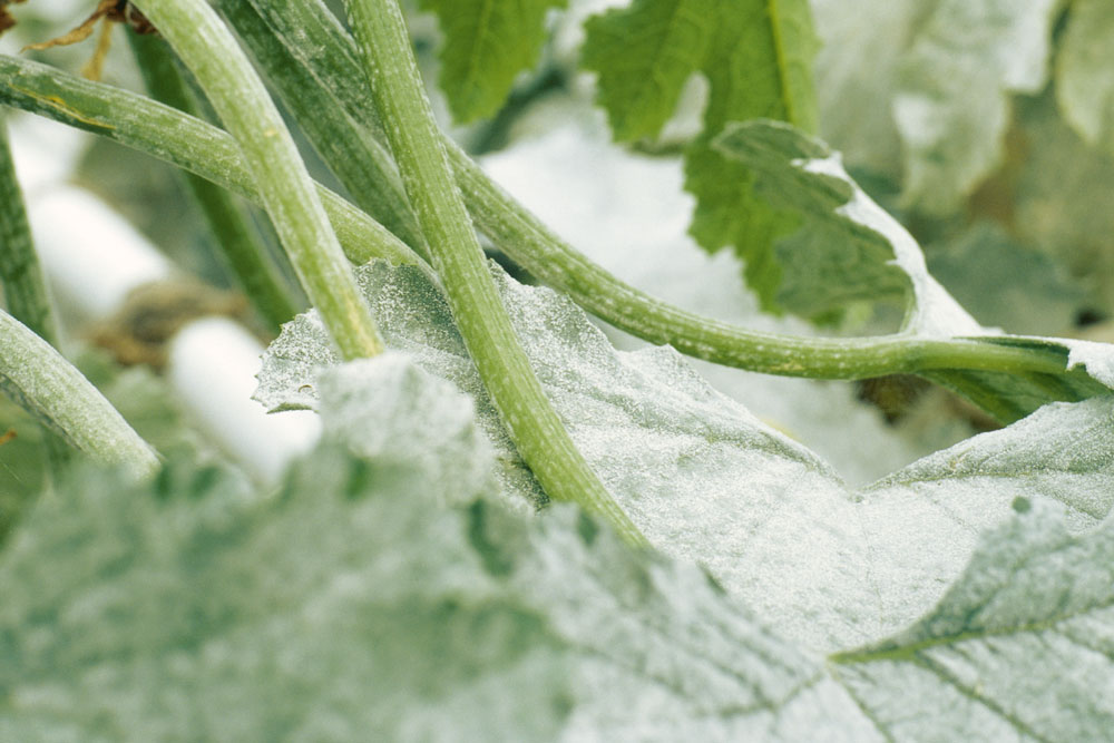 a plant with powdwery mildew, handyman magazine, how to get rid of powdery mildew, 